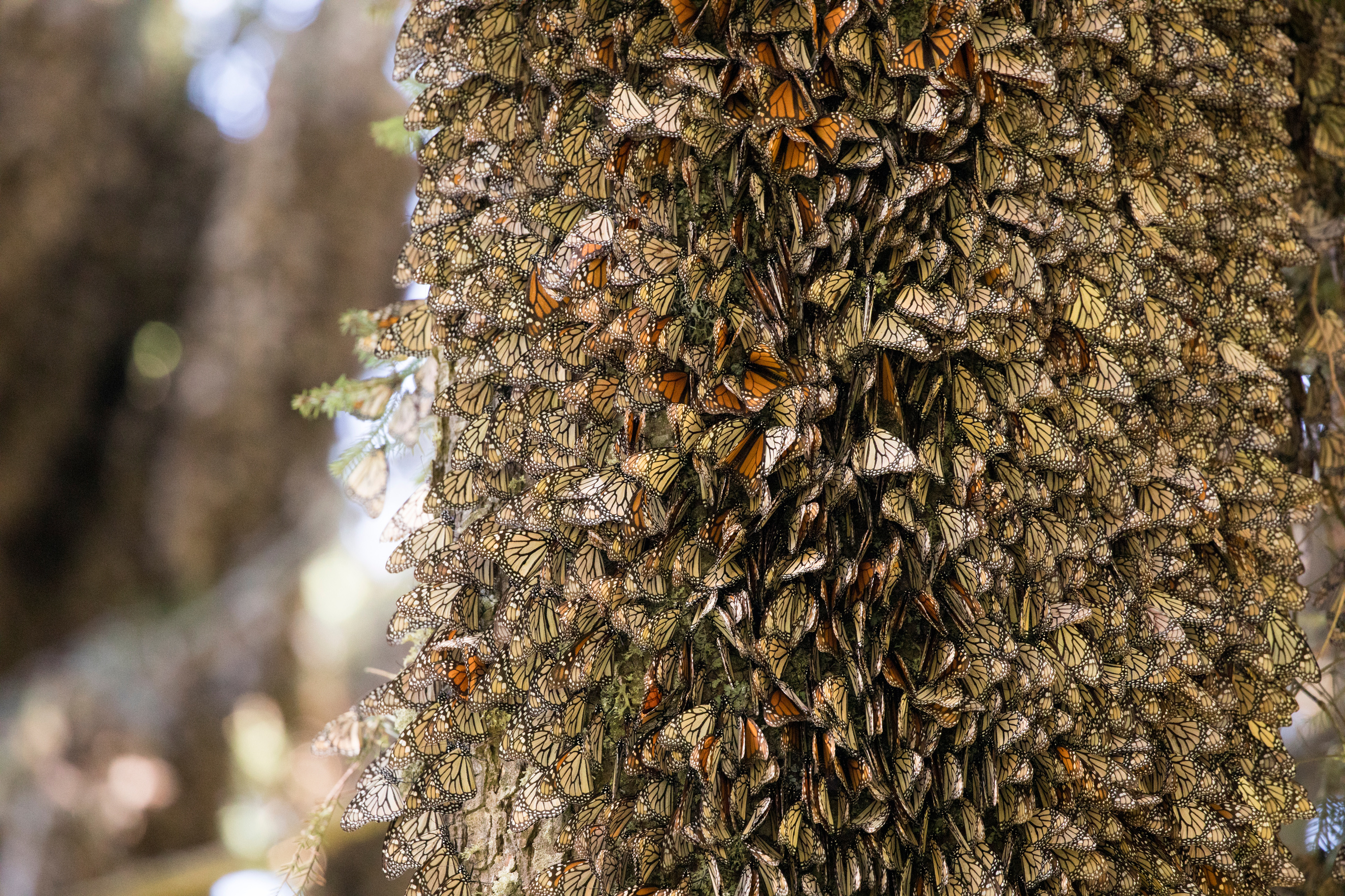 Dense layers of monarch butterflies in hibernation