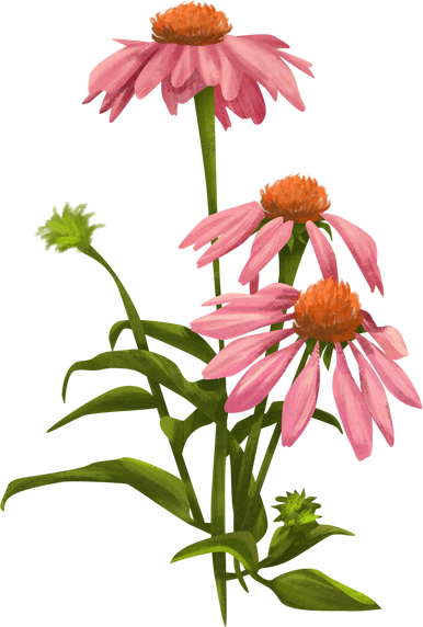 Detailed Illustrated Coneflowers