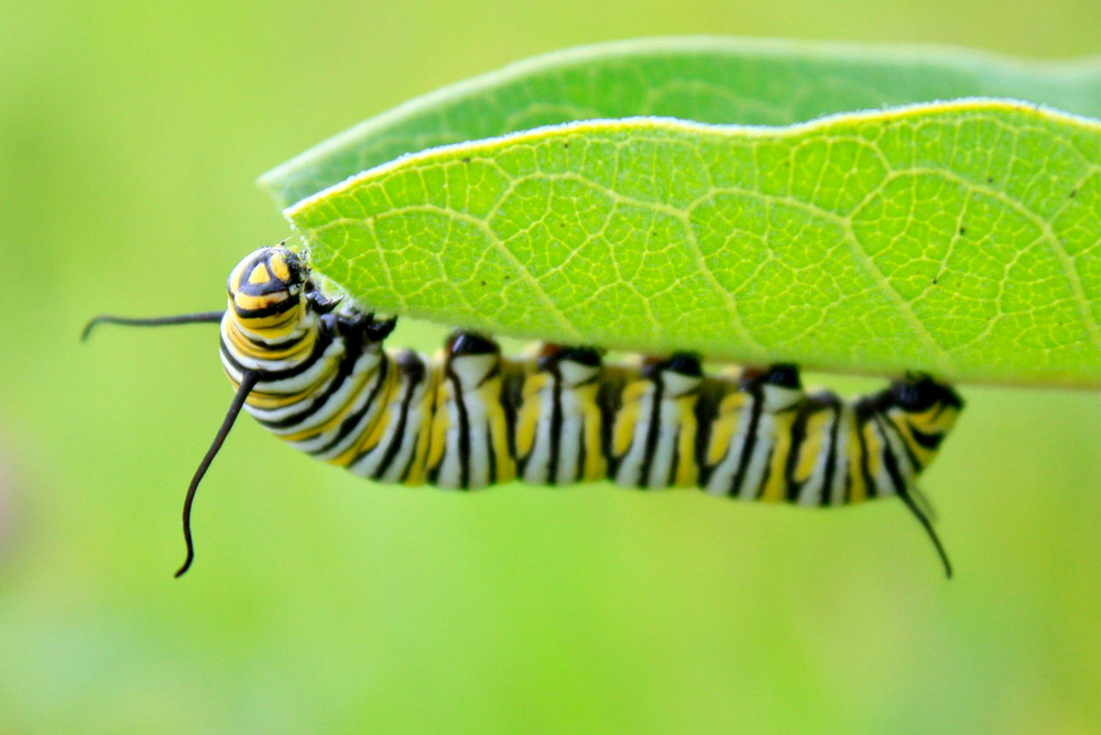 Monarch caterpillar