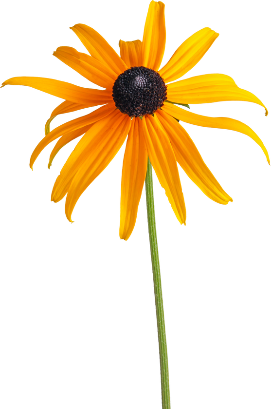 Single Compound Flower of a Rudbeckia