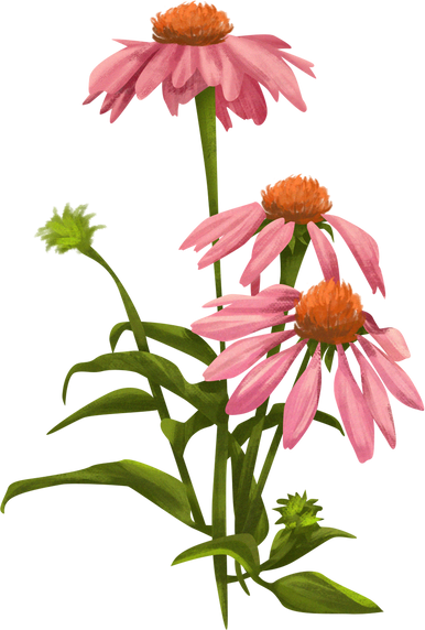 Detailed Illustrated Coneflowers