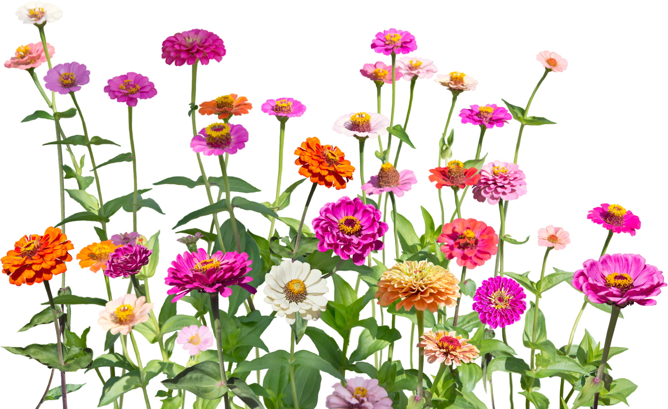 Blooming Zinnias Illustration