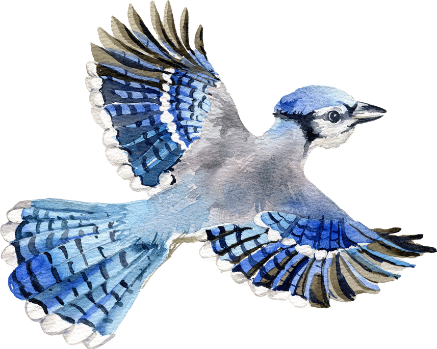 Blue Jay bird watercolor