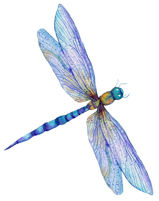 Dragonfly Watercolor Illustration